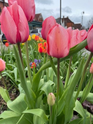 Fountain Sq tulips